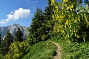 19 Maggiociondolo in fiore con vista in Pegherolo